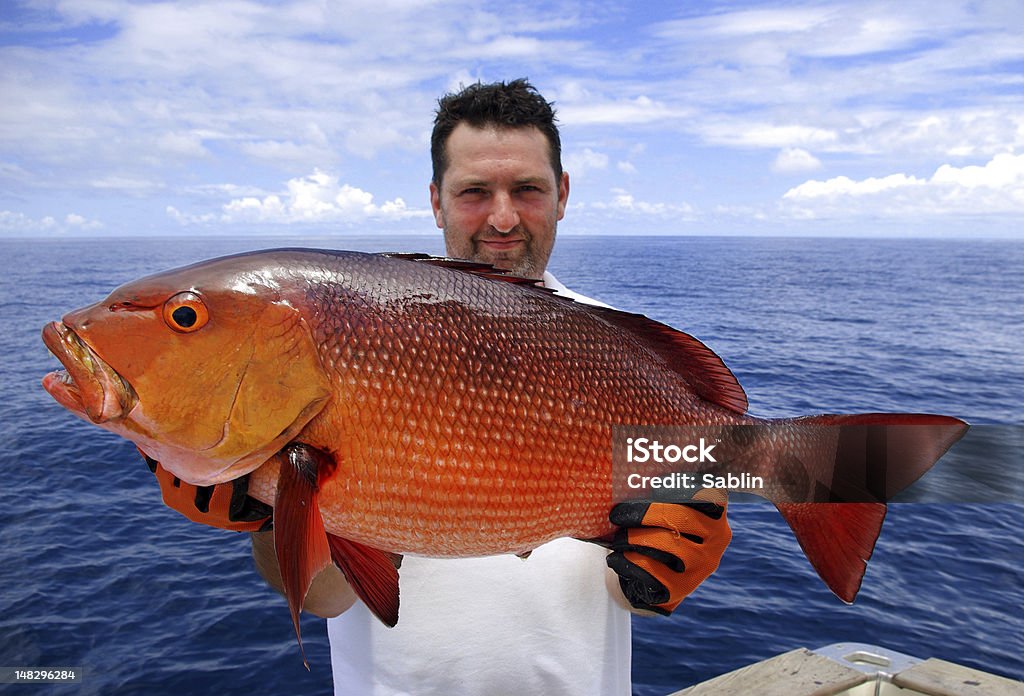 snapper rosso - Foto stock royalty-free di Lutiano rosso