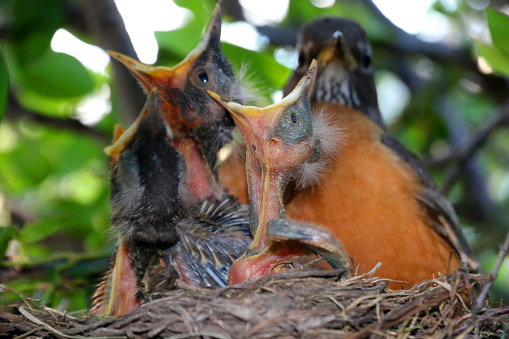 A robins nest in spring