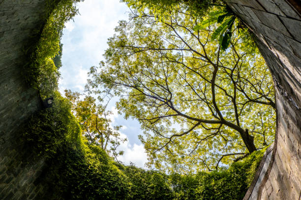 istock Tree tunnel at Fort Canning Park 1482970059