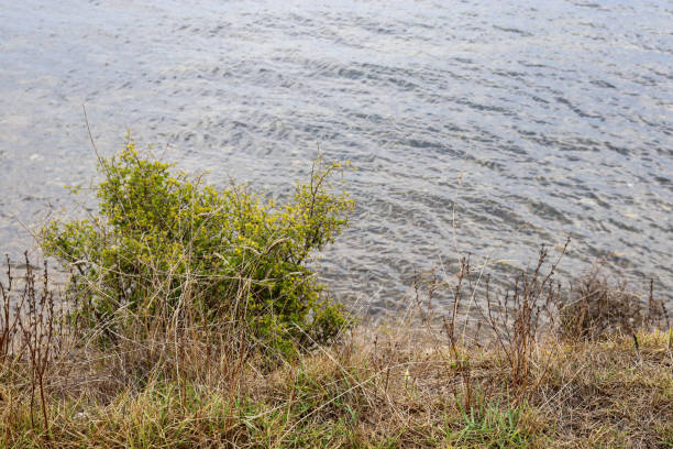 shrub and grasses on waters edge