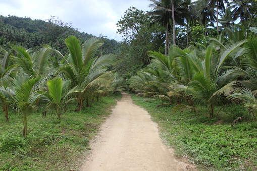 Path in the jungle. Road through the jungle. The dirt road passes through the jungle among thickets of ferns and other tropical plants and trees.
