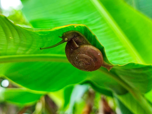 Garden Snails crawling on a green leaf. stock photo