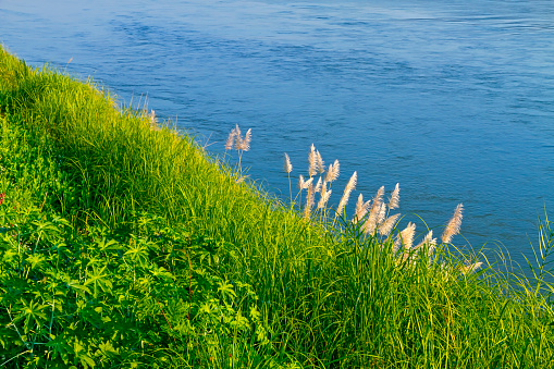 Sunshine morning and green grass on the Mekong River, Chiang Khong, Chiang Rai Province, Thailand