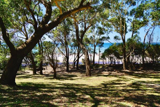 booderee, territorio della baia di jervis, australia - indigenous culture australia aborigine australian culture foto e immagini stock