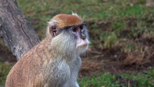 istock The patas monkey (Erythrocebus patas), also known as the wadi monkey or hussar monkey 1482979396