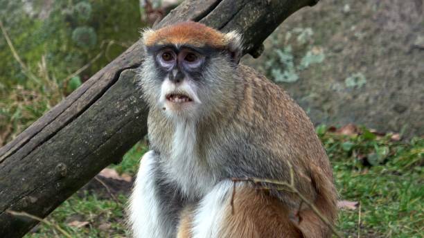 istock The patas monkey (Erythrocebus patas), also known as the wadi monkey or hussar monkey 1482979421