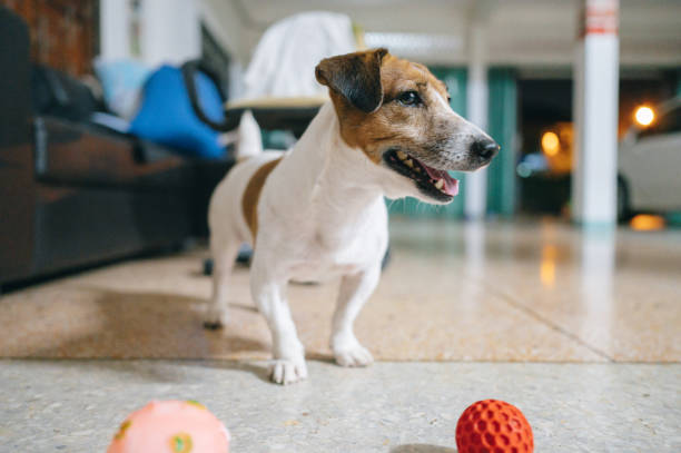istock jack russell terrier in house 1482979947