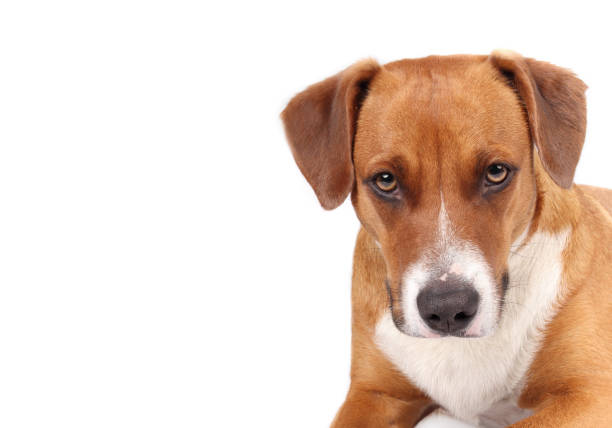 istock Brown dog looking at camera with  serious, concentrated or intense look. 1482981482