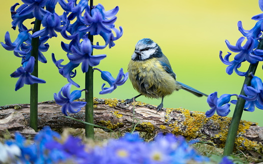 Blue tit in spring wiht hyacinths,Eifel,Germany.\nPlease see more similar pictures of my Portfolio.\nThank you!