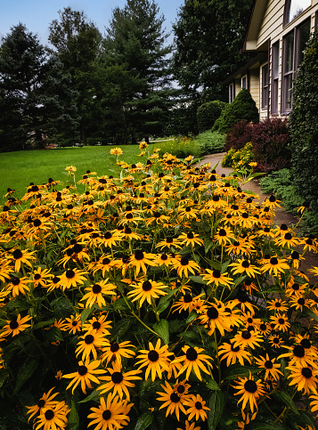 View of flower bed with native Midwestern flowers black-eyed Susan and house in background