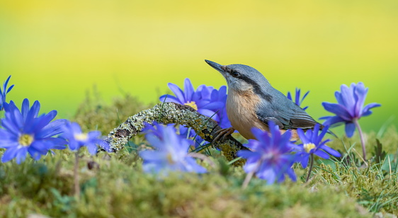 Nuthatch in spring,Eifel,Germany.\nPlease see more similar pictures of my Portfolio.\nThank you!