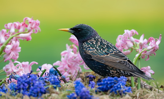 Starling in spring wiht hyacinths,Eifel,Germany.
Please see more similar pictures of my Portfolio.
Thank you!