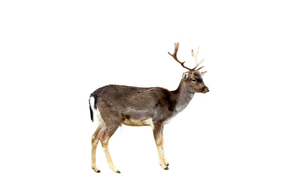 istock Portrait of a reindeer isolated on white background 1482982608