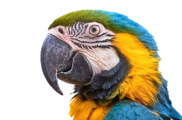 istock Portrait of Macaw parrot 1482982722