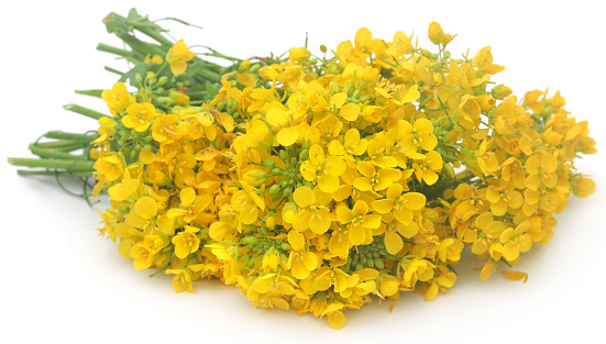 Closeup of mustard flowers over white background