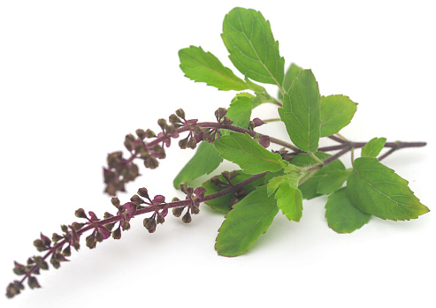 Medicinal tulsi leaves over white background