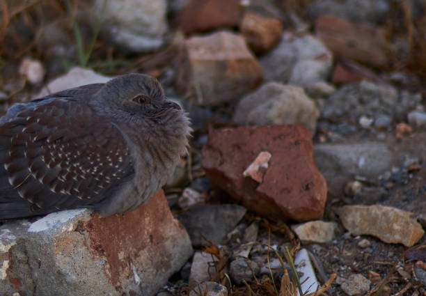 istock Bird calmy resting in a backyard 1482983536