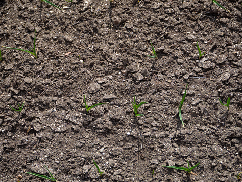 Onion shoots on the surface of cultivated land view from the top