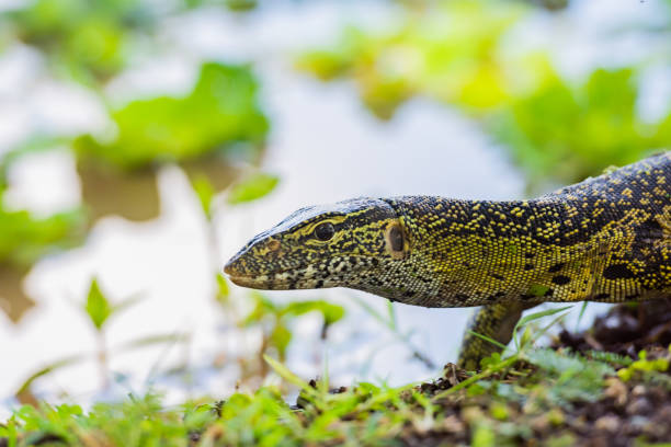 istock A Monitor Lizard 1482984502