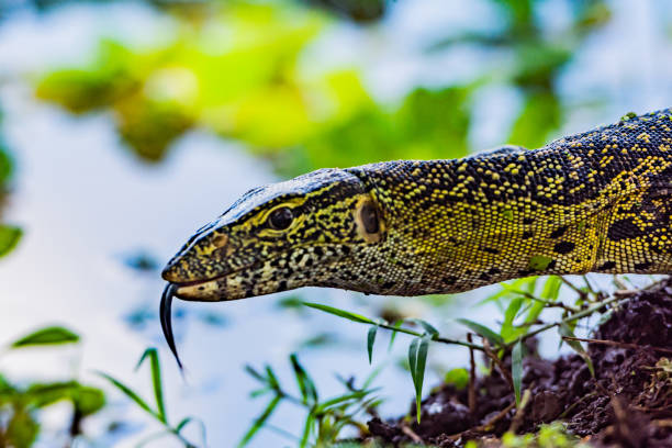 istock A Monitor Lizard 1482984544