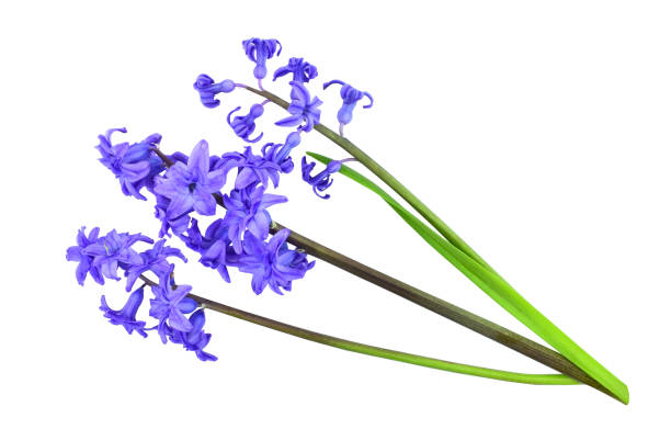 istock Blue Hyacinth flowers, isolated on transparent backround. 1482986550