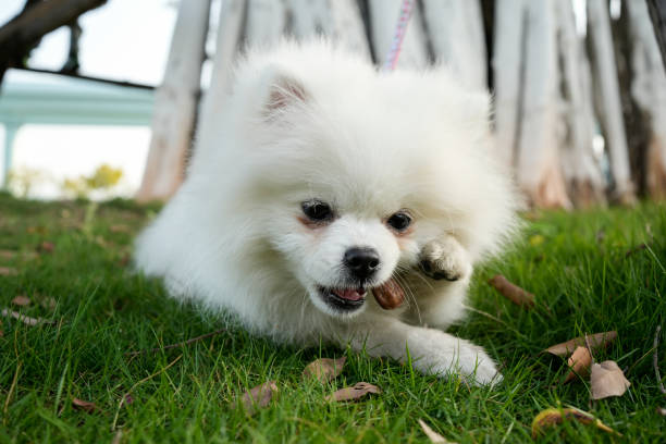 istock Pomeranian was on his stomach eating his snack 1482987628