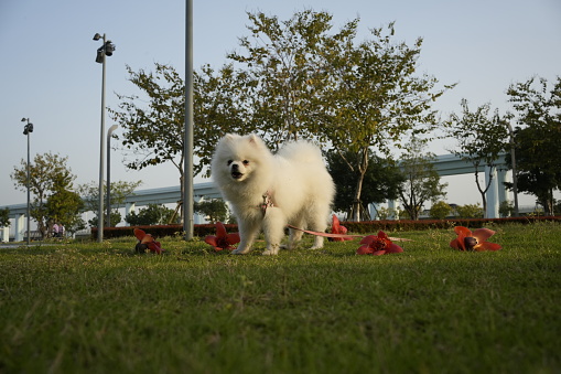 Pomeranian dogs stand gracefully and attract attention
