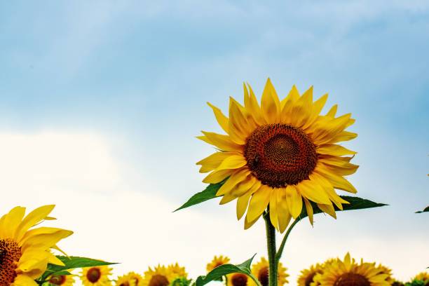 istock large sunflowers in a field on a sunny day 1482988261