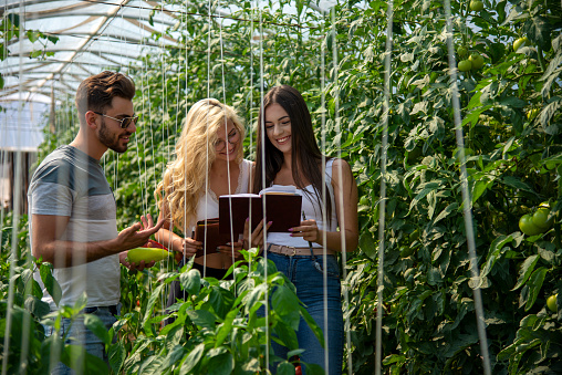 Siblings work together in the family vegetable greenhouse.