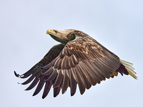 Majestic white-tailed eagle flying against the sky.