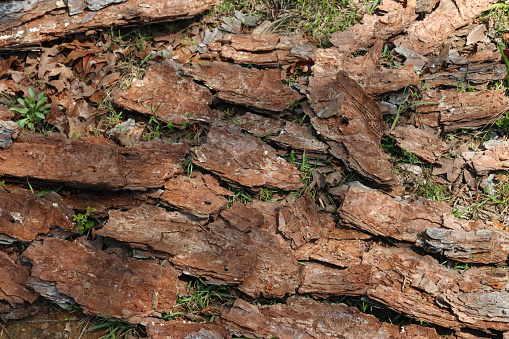 Just some pine bark chunks taken at the Piedmont National Wildlife Refuge in Hillsboro, Georgia.