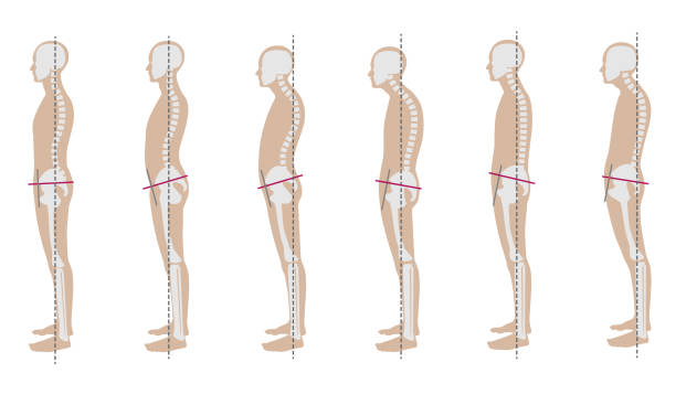 좋은 자세와 나쁜 자세를 가진 남성 골격 샘플 - anatomy the human body human bone white background stock illustrations