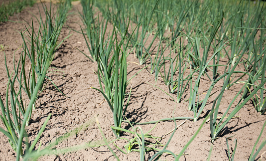 Green onions, organic farming, rows in the field, close-up. Healthy natural ingredient.