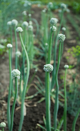 Flowering green onion, summer garden, farming