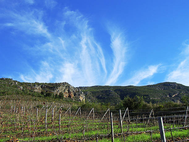 Vineyards under a blue sky stock photo