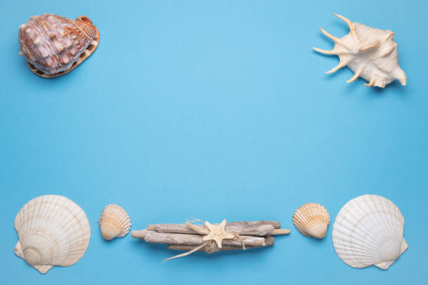 istock Summer flat lay with seashells on blue background. Vacation, vacation, summer creative concept, copy space, banner 1482992817