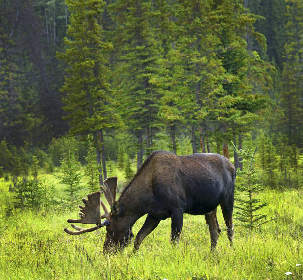 istock Yukon Territory, Canada - male moose near Alaska Highway 1482993983