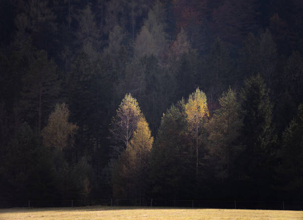 Pine woodland in autumn day in Slovenia. Photographed in medium format.