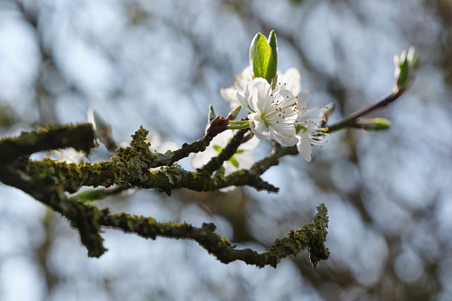 Plum tree in bloom. Closeup of plum flowers against a blue sky in spring. Seasonal change or new beginning concept.