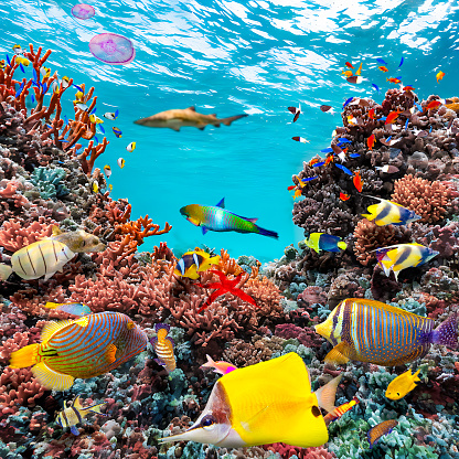 Magnificent and amazing underwater world of the tropical ocean.