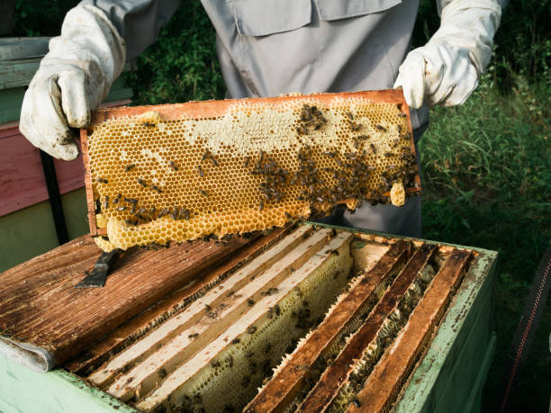 istock Beekeeper removing honeycomb from beehive. Person in beekeeper suit taking honey from hive. Farmer wearing bee suit working with honeycomb in apiary. Beekeeping in countryside - organic farming 1482999270