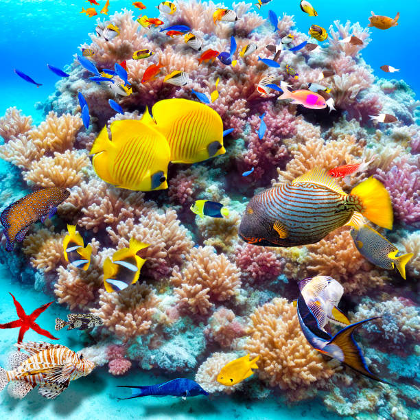 wspaniały podwodny świat tropikalnego oceanu. - chaetodon zdjęcia i obrazy z banku zdjęć