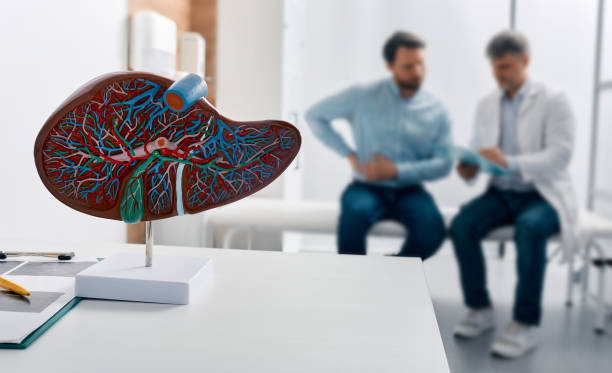 Liver anatomical model on doctor's table during hepatologist consultation for patient with side pain in background. Treatment liver diseases in medicine, conceptual image Liver anatomical model on doctor's table during hepatologist consultation for patient with side pain in background. Treatment liver diseases in medicine, conceptual image cirrhosis stock pictures, royalty-free photos & images