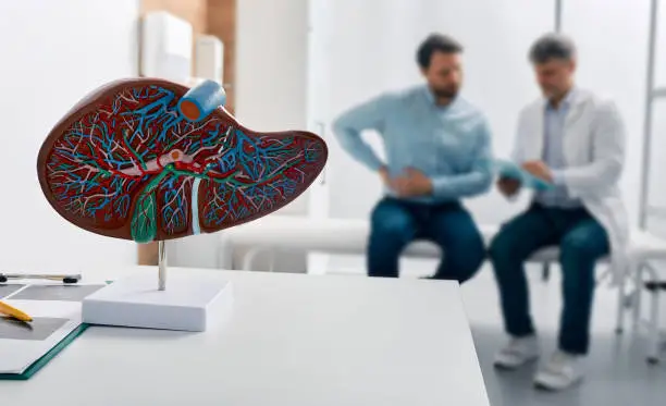 Photo of Liver anatomical model on doctor's table during hepatologist consultation for patient with side pain in background. Treatment liver diseases in medicine, conceptual image