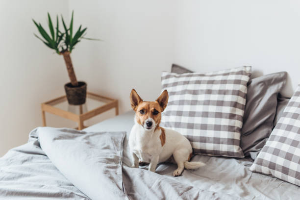 istock Adorable dog in bed 1483000384