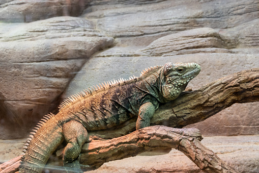 iguana resting on a tree