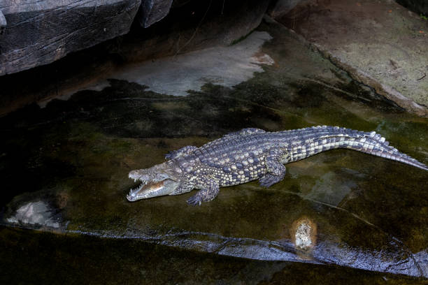 istock A big crocodile with an open mouth by the water 1483001344
