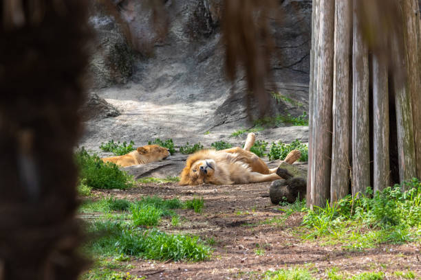 istock Male lion lying on his back on the ground 1483001365