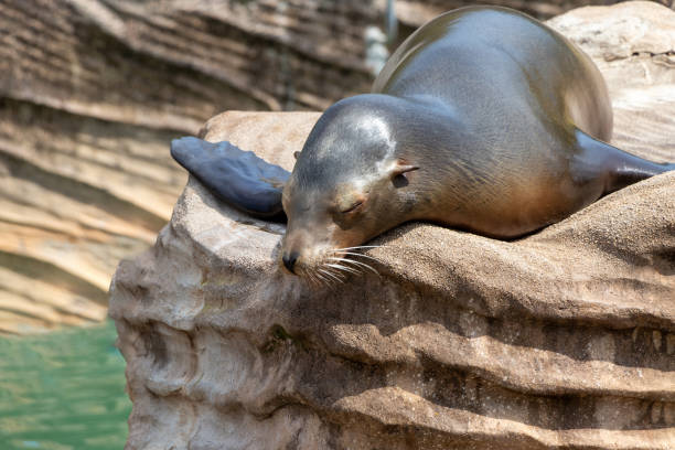 istock A sea lion taking a nap on a rock 1483001435