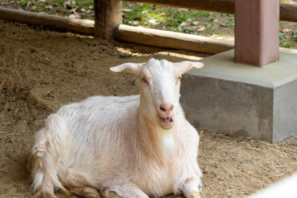 istock white goat sitting on the ground 1483001452